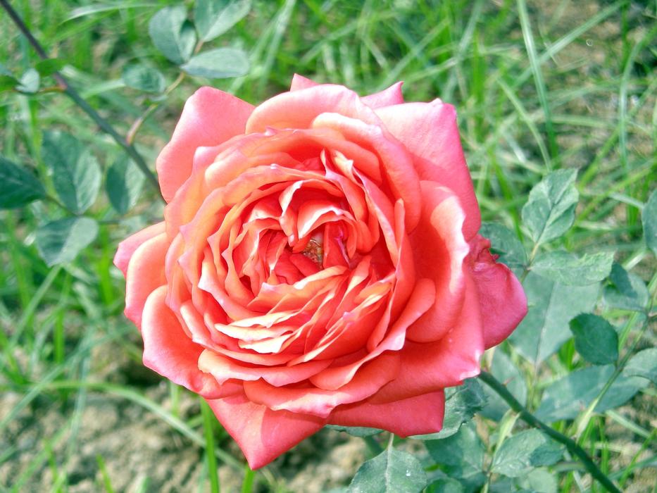 Rose Flower Nature
