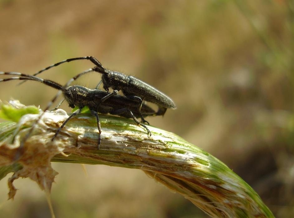 bugs pairing Couple