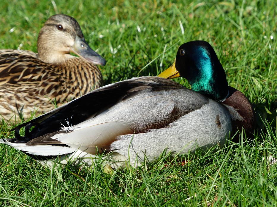 Pair Of Ducks Couple on grass