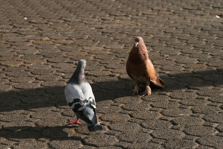 Pigeons Birds Animals