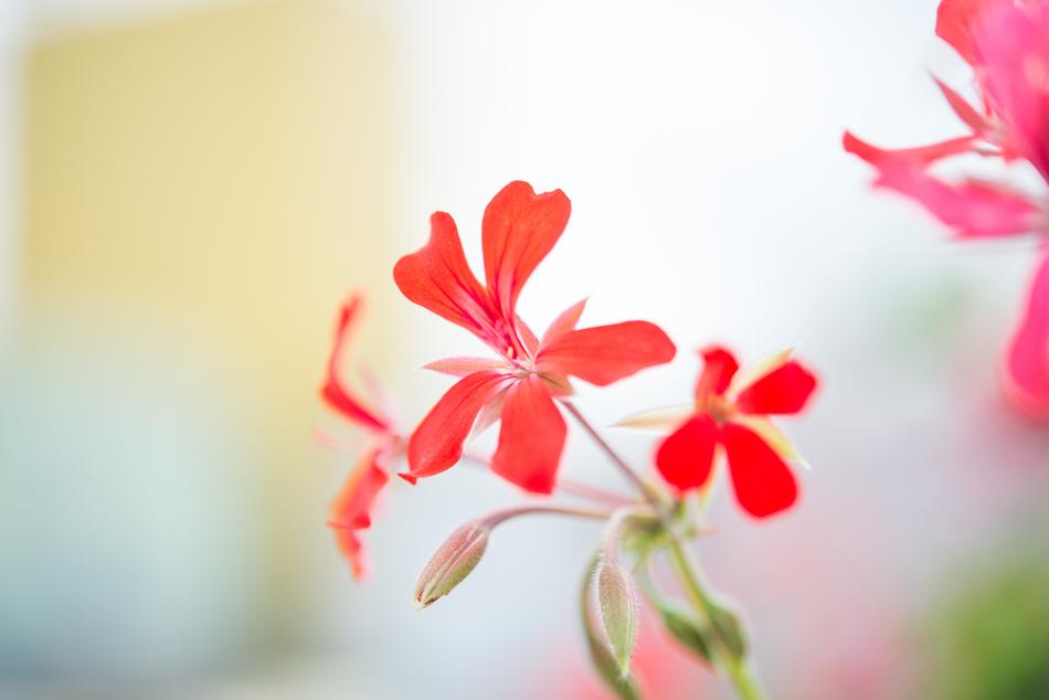 Red geranium Blossoms at blur background