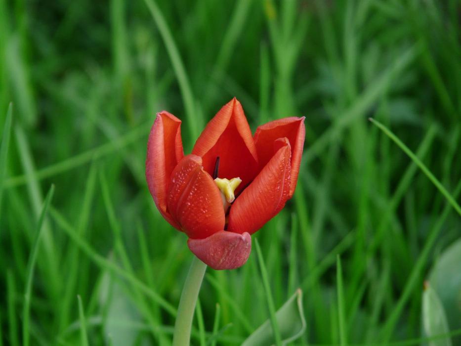 Tulip Red Beautiful