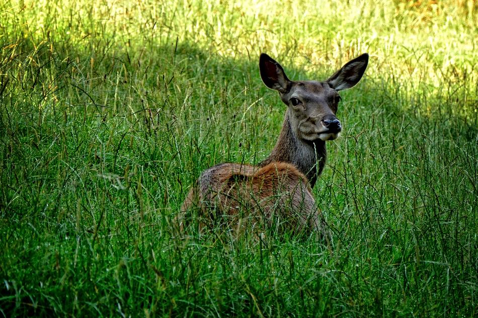 Doe Red Deer Wild
