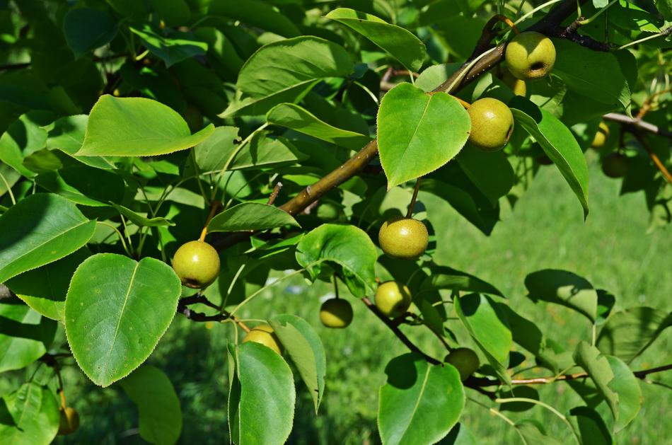 Pear Asian Tree