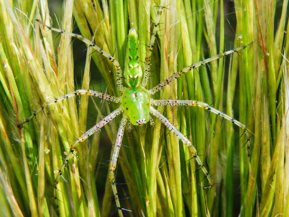 Green Lynx Spider Peucetia