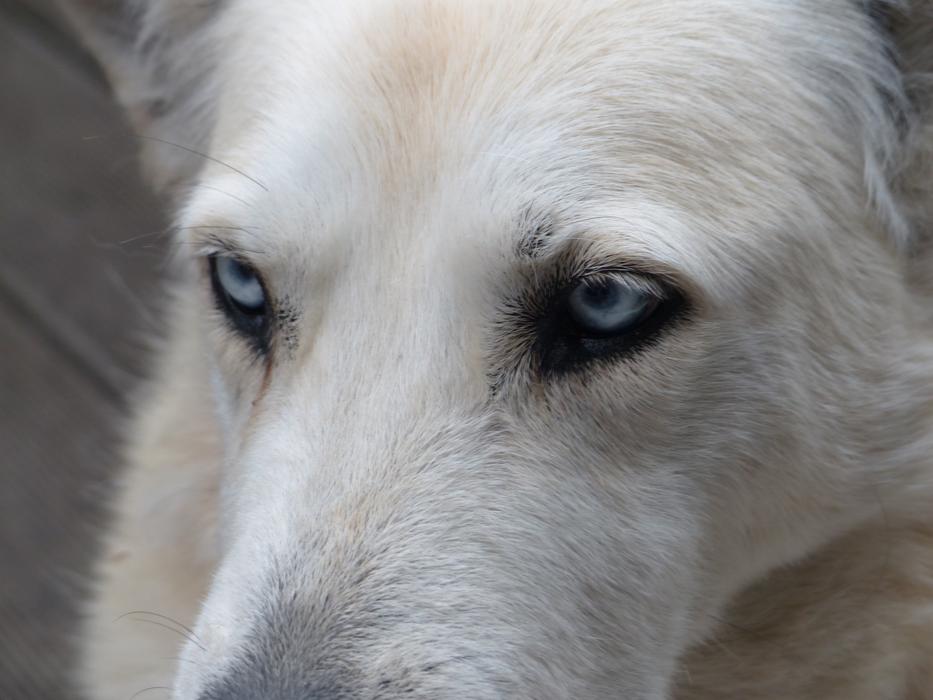 Dog White Face
