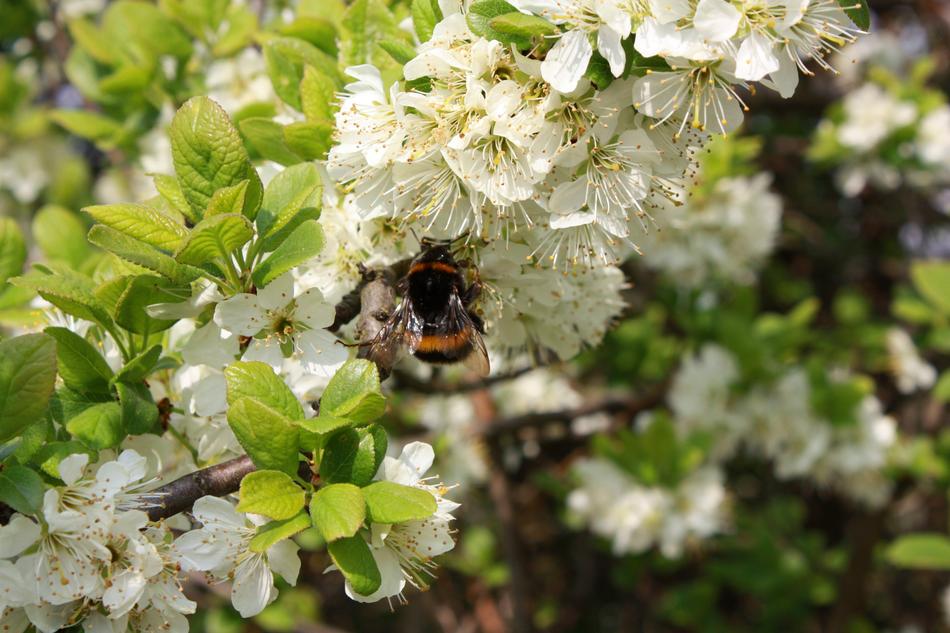 Spring Blossom Bee