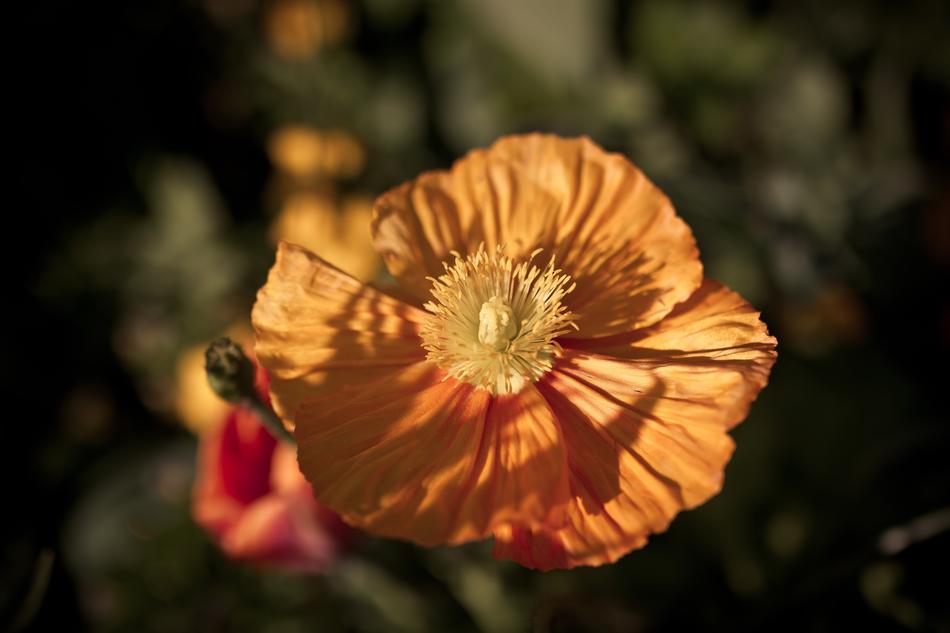 Flower orange petals in garden