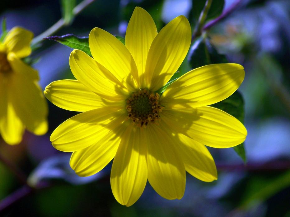 Flower Petals Sun