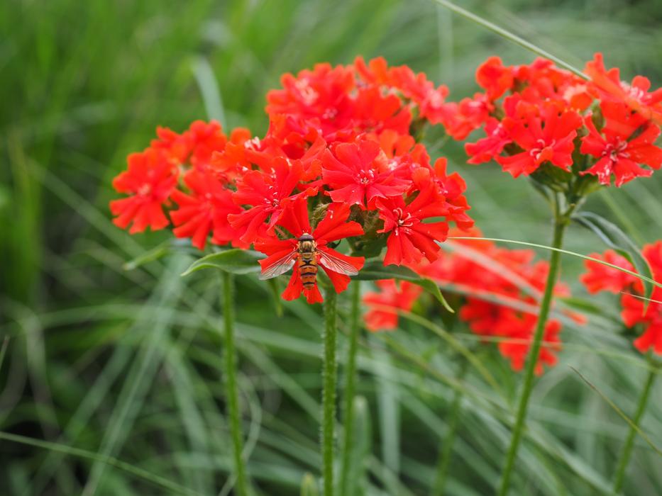 Burning Love Flower Blossom