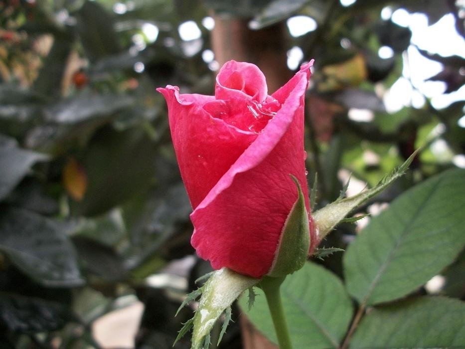 Rose Flower Pink