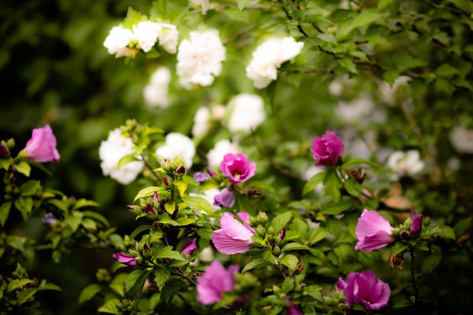 Flowers Pink Weis