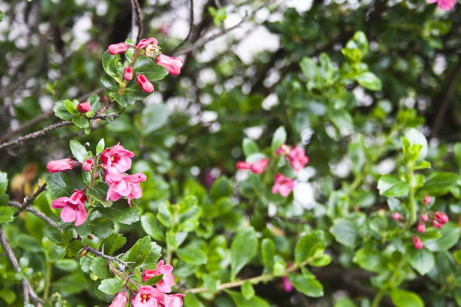 Flower Nature Spring
