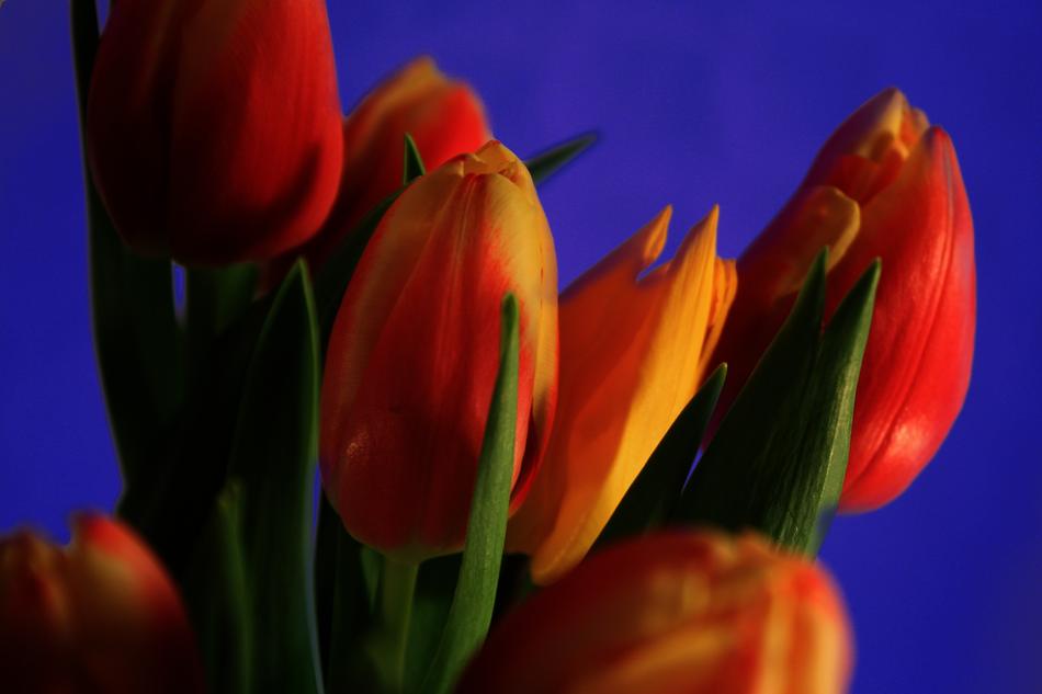 Tulips Red Flower