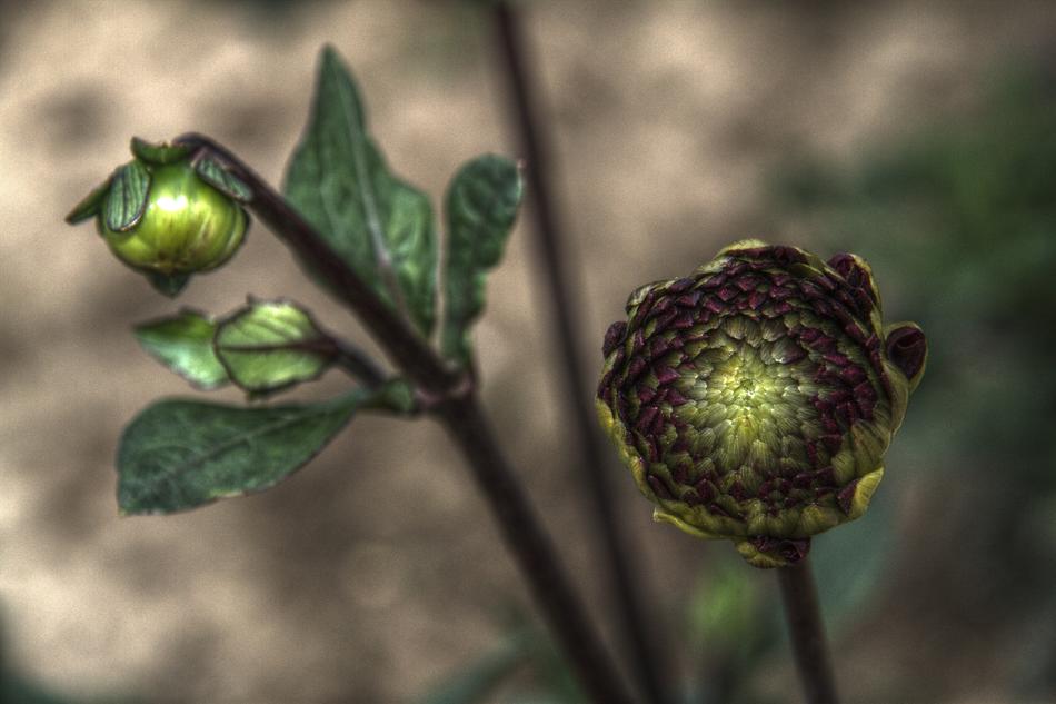 green Flower Plants