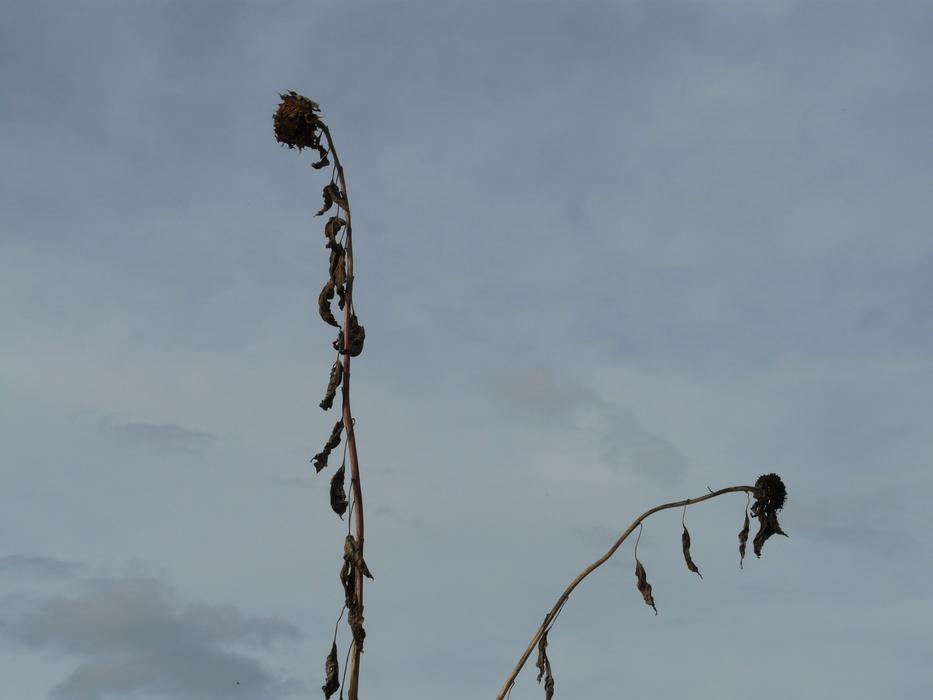 dried sunflower stalk