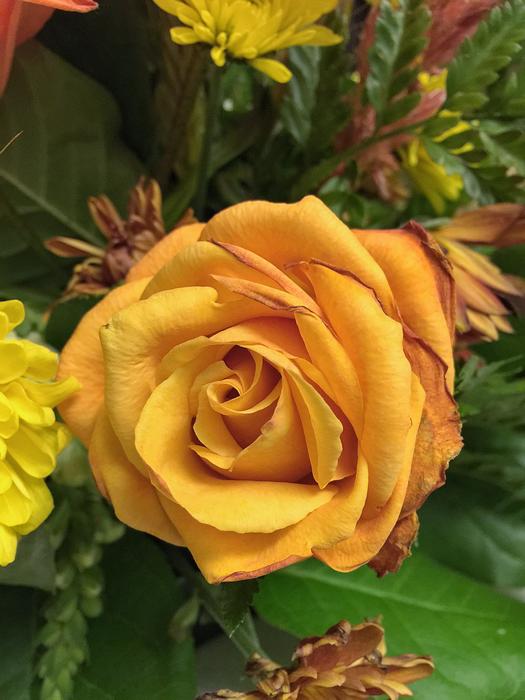 Rosa Flower Love