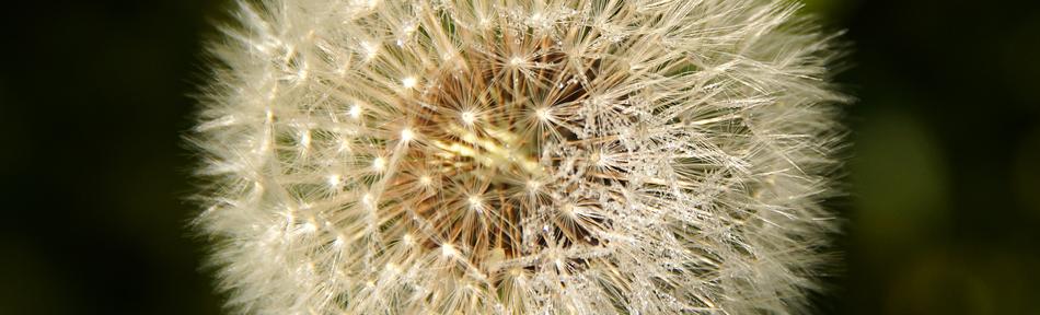 Dandelion Seeds Roadside banner