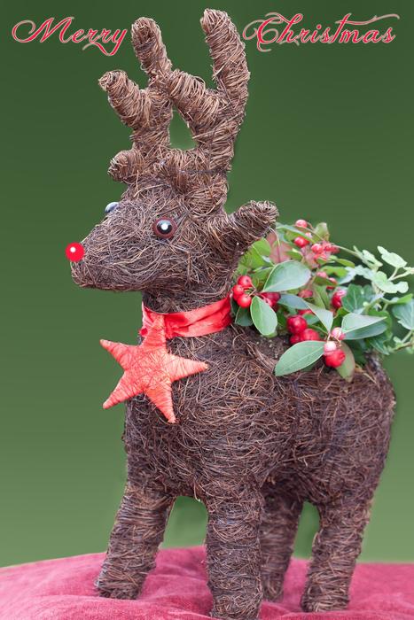 ren reindeer greeting card rudolph