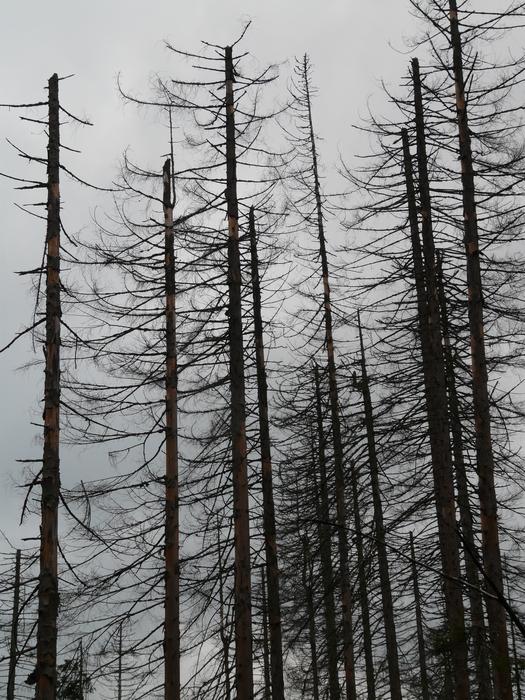 Waldsterben Dead Death