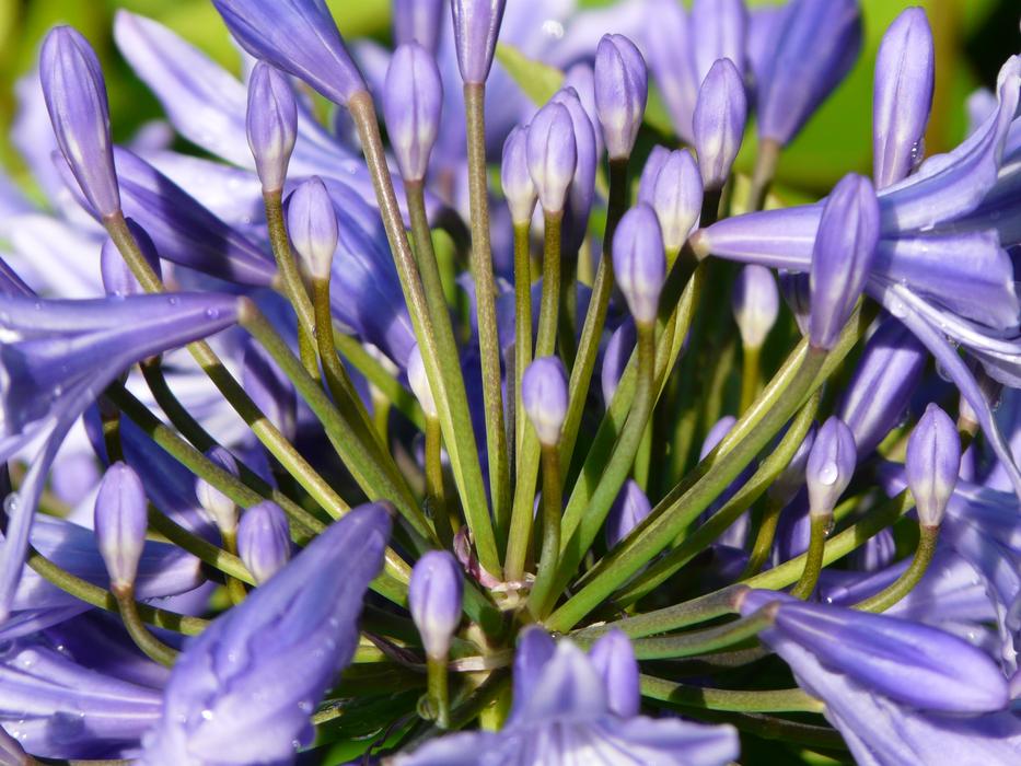 Agapanthus Flower Blue