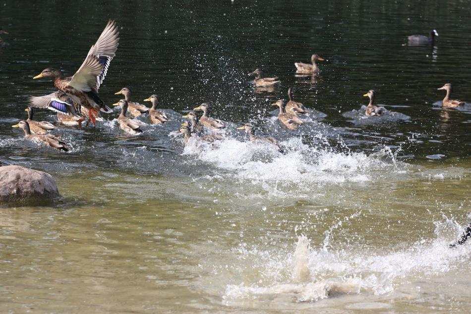 Ducks Pond Park