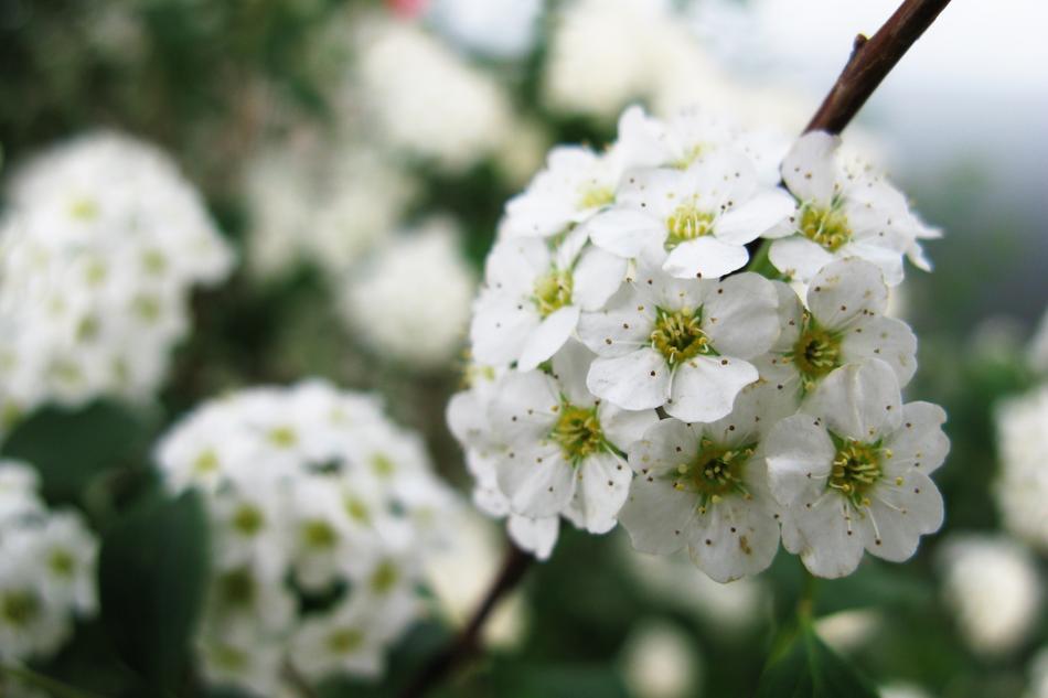 Flowers White Summer