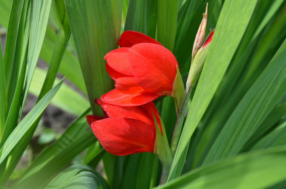 Gladiolus Red Flower