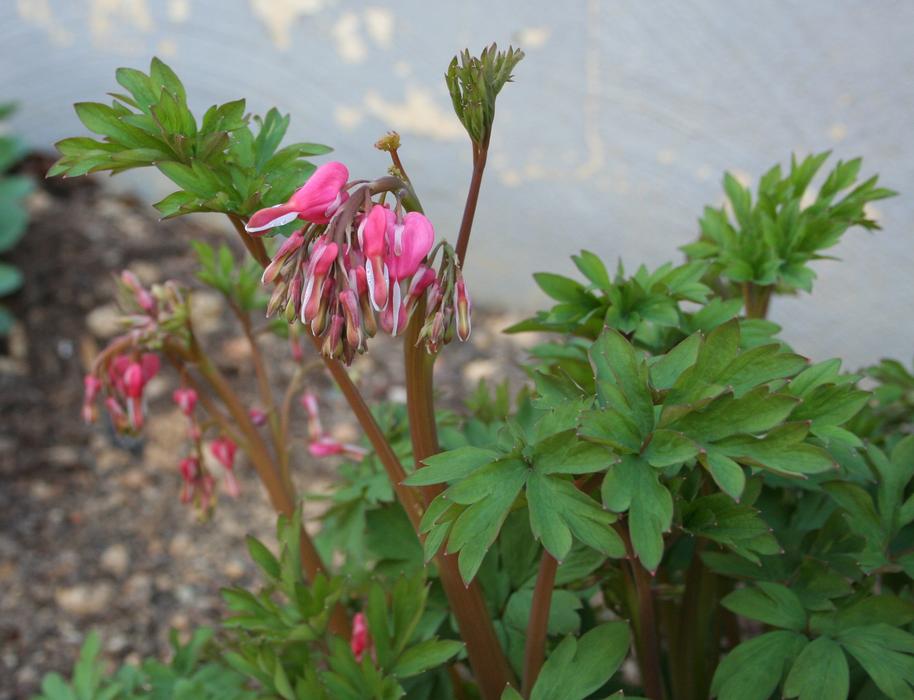 Flower Bleeding Heart