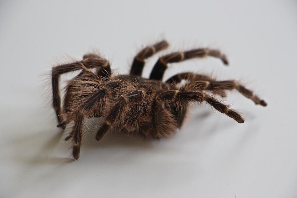Tarantula Skin Hair