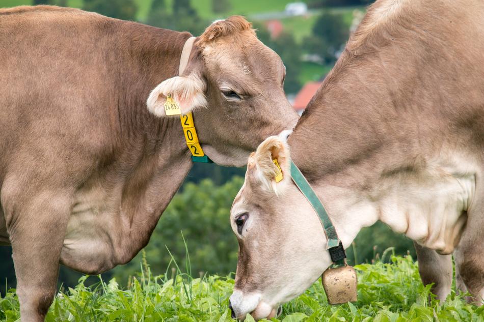 Cows Pasture Alm