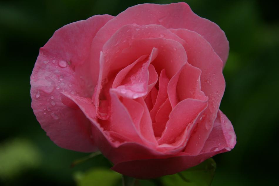 the flower is pink big beautiful