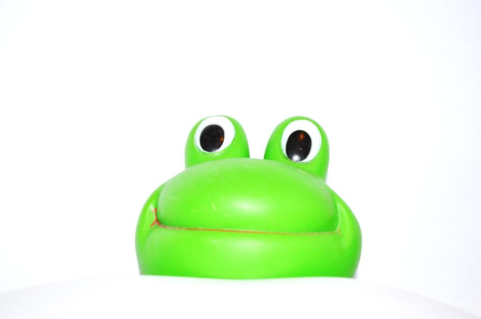 green toad on a white background