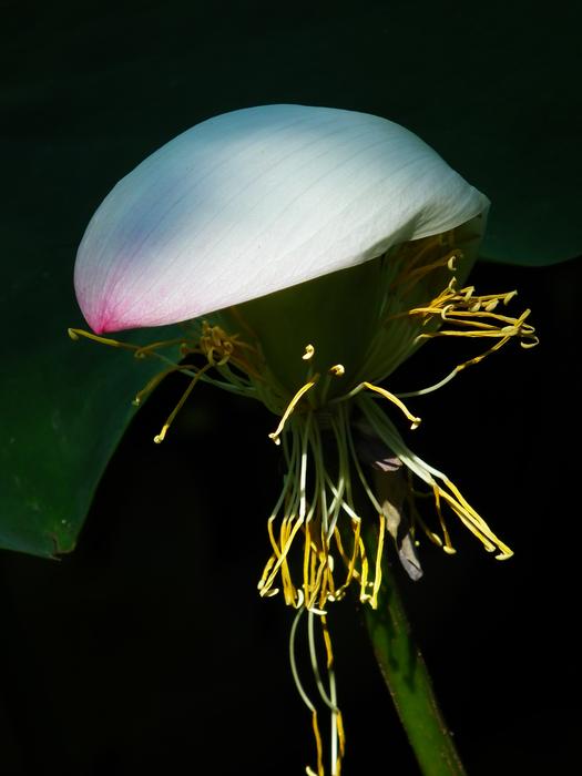 flower night silence