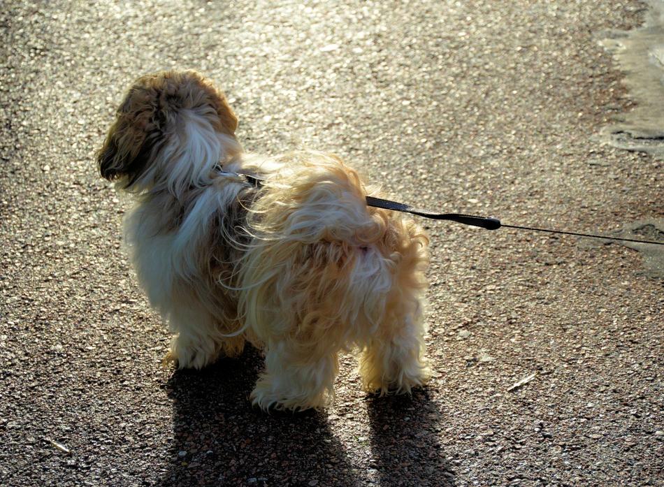 fluffy dog in the ground landscape