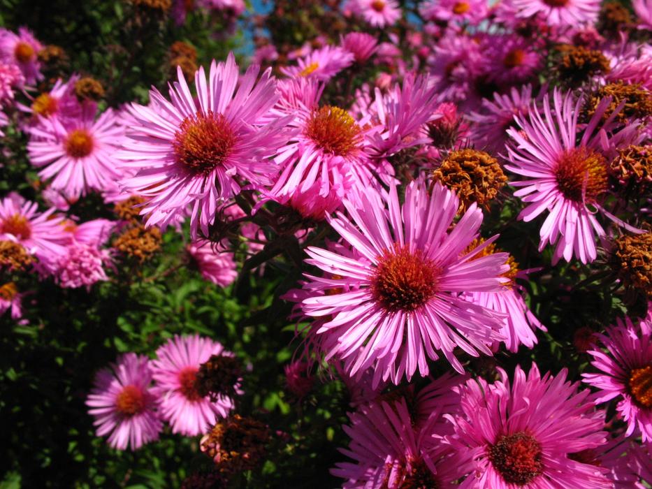 pink flowers beautiful landscape