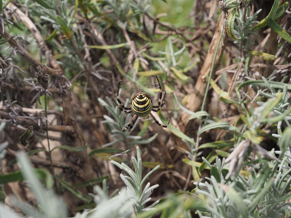 snail on the green foliage in the forest