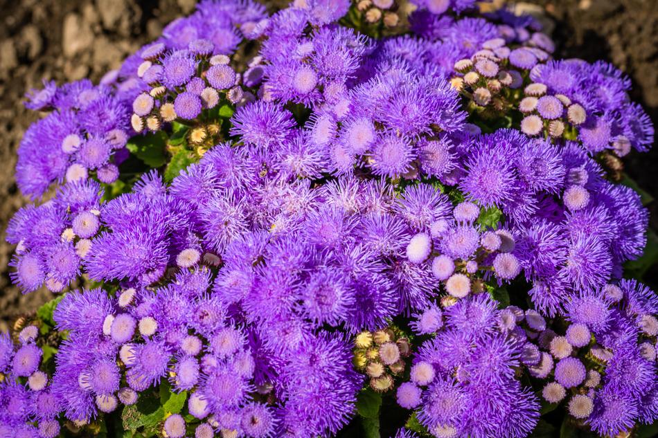 a big bunch of purple flowers