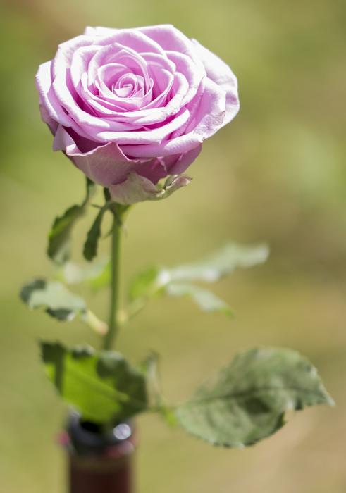a beautiful rose on a thorny stem