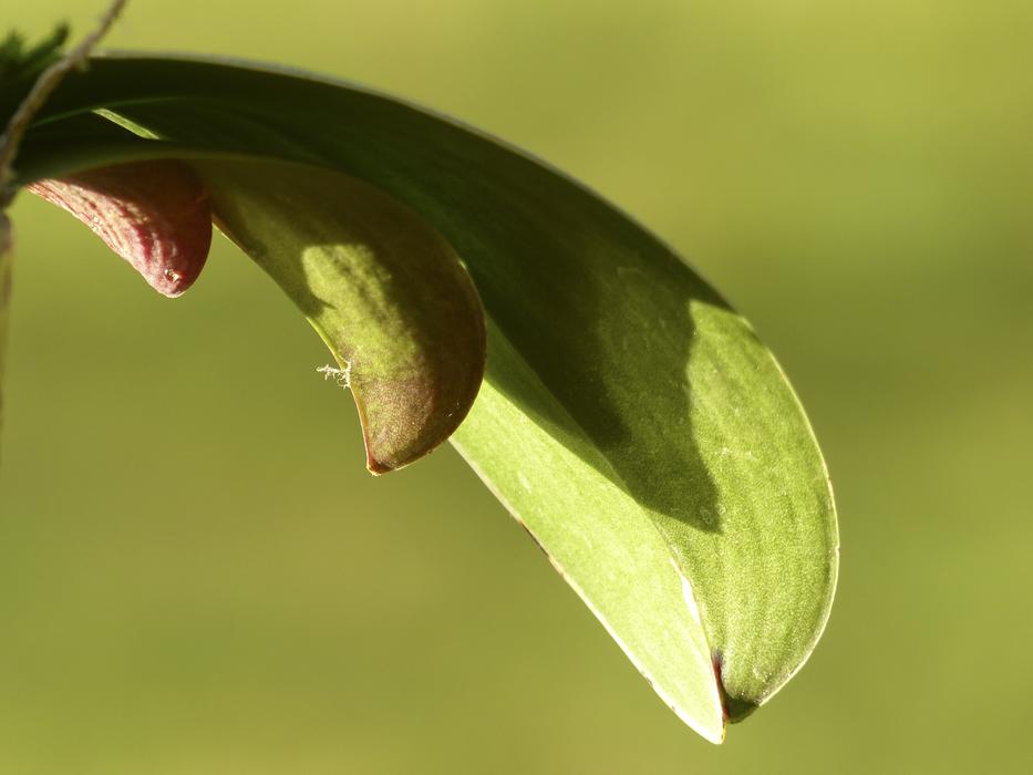 leaf with a flower on a green background