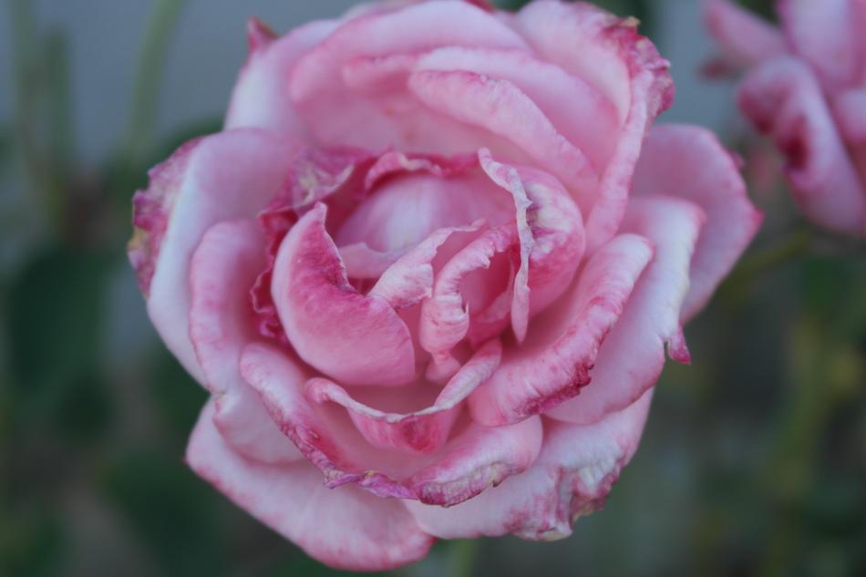 the pink bouquet is beautiful gorgeous