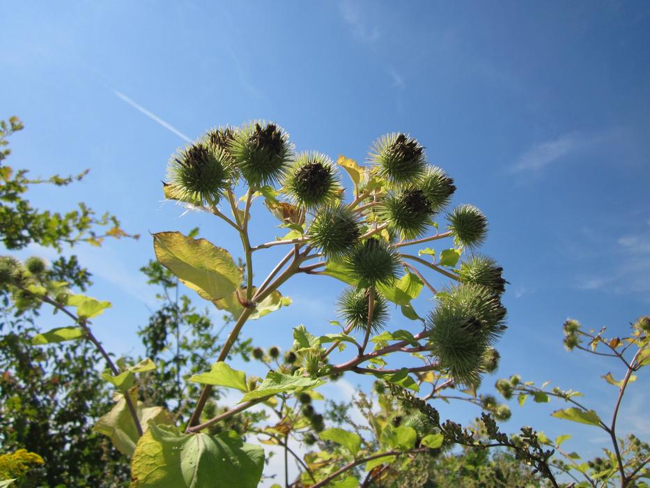 green plants in the sun