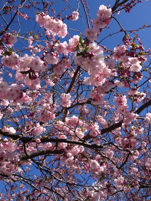 pink sakura against a blue sky