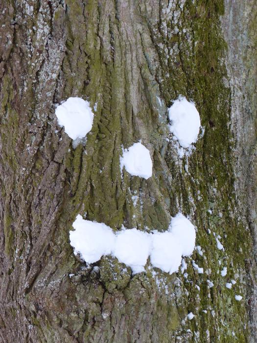 snow face on a tree with moss