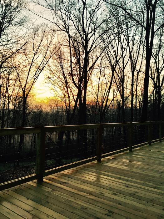 sunshine with trees landscape