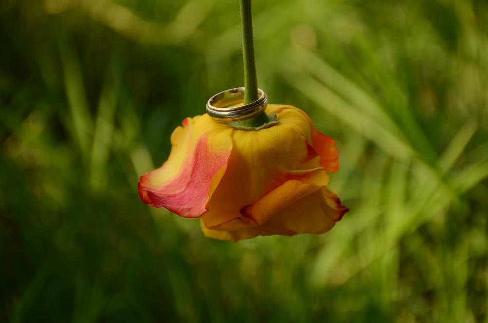 a flower bud on a green stem in the grass