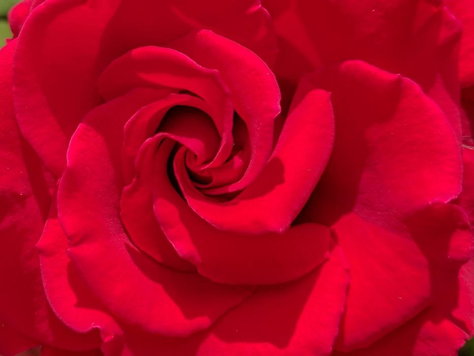 bud scented red landscape