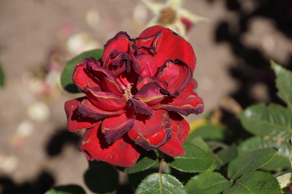 a red rose wilted on a green stem