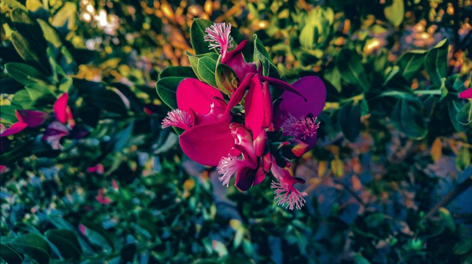 disheveled flower bush