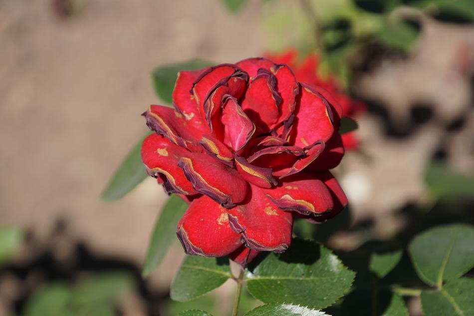 dried rosebuds on the stem